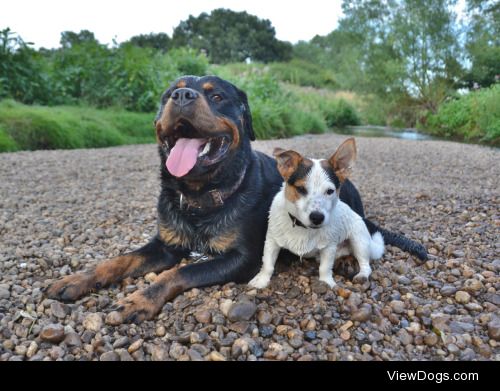 Ollie and Odie, a wonderfully odd pair that love and are loved…