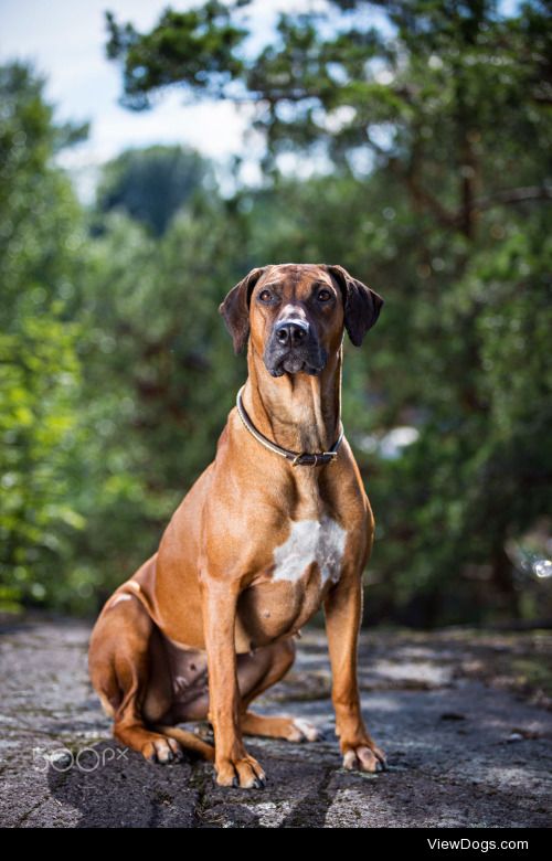 Mira Heikkilä | Rhodesian Ridgeback in the Finnish woods