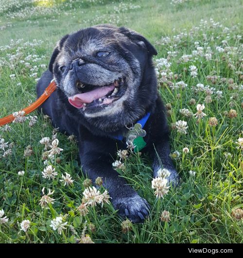 This is Ash, my 11 year old pug, who enjoys car rides, being…