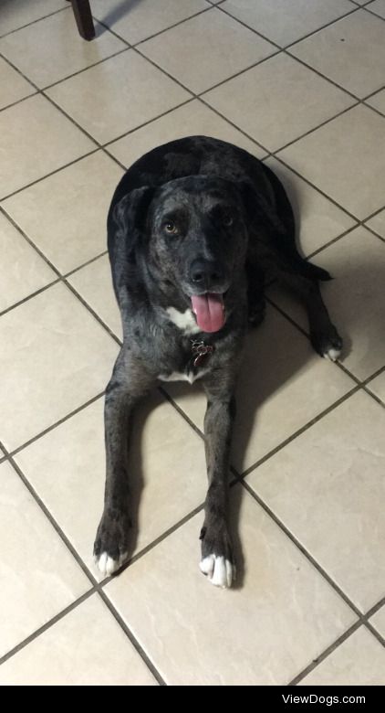 This is my handsome Catahoula/Black Lab Louie. He’s a big…