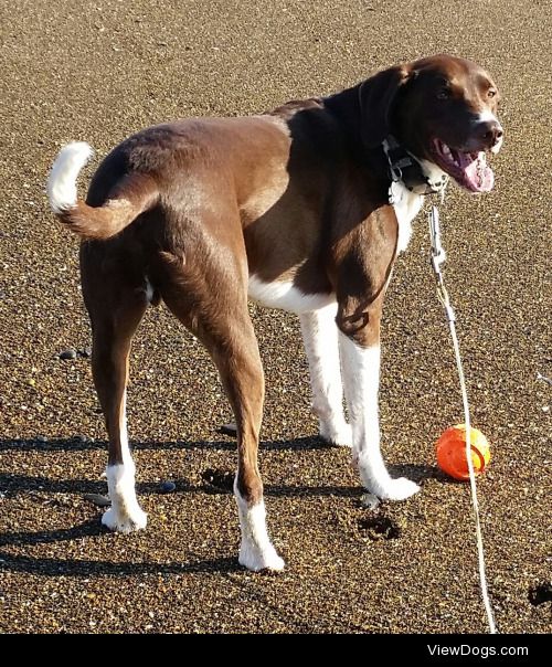 This is my handsome  Boarder Collie /German Short hair…