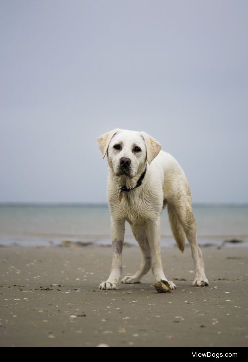 This is Karsen, a one year old female white lab in training to…