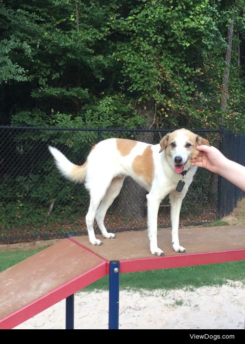 This is Buddy, he is a 9 year old Jack Russell-Whippet mix who…