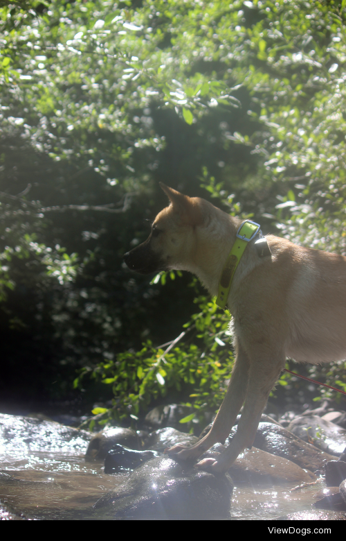 5.5 month old Kishu Ken, Cúchulainn, camping in the Willamette…