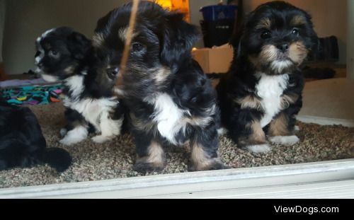 My Shih Tzu mix 3month old pups so adorable.