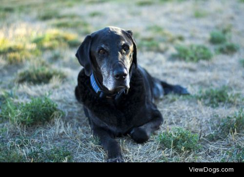 Courtney Gard | Old dog