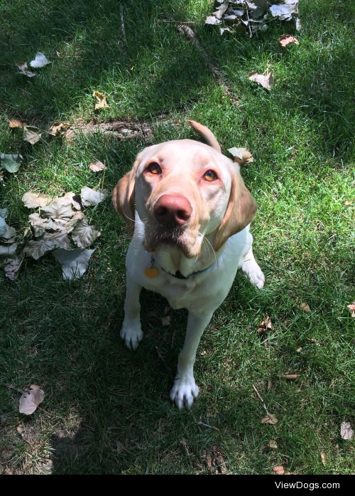 Wilson the 3 year old yellow lab