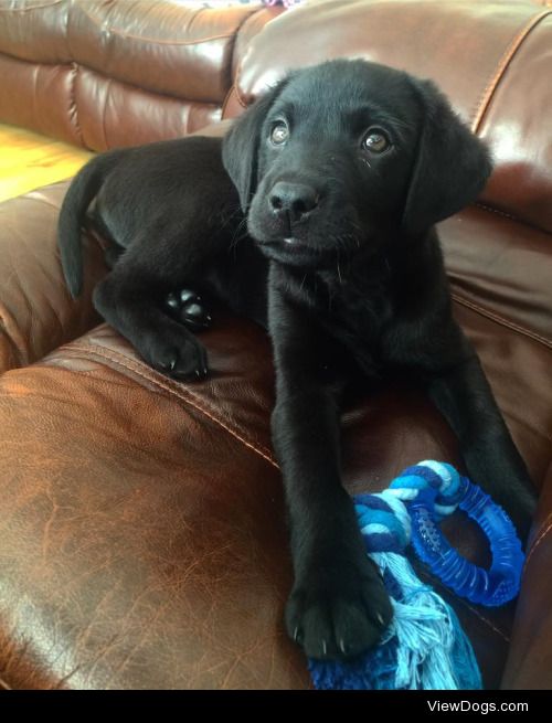 Our gorgeous Labrador puppy, Max ♡ @suzannahmarieowens