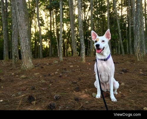 Took Sybil out for a hike – @the-dog-fandom 