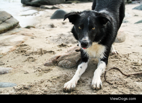 This is Charlie my 2 year old Border Collie ^_^ He loves rides…