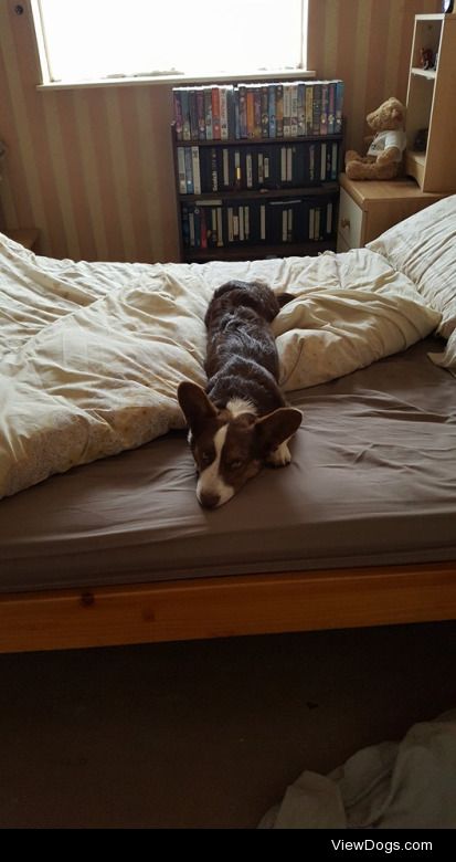 My 6month old Cardigan Corgi Pip being a cheeky pupper and…