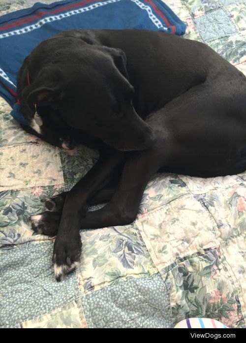 This is my handsome lab/hound rescue Jack. Such a huge blessing…