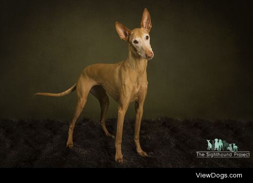 Angel Sallade | Pharaoh Hound