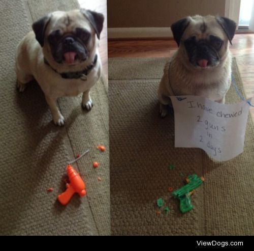 No Guns Allowed!

This is Linda the pug. Linda chewed 2 water…