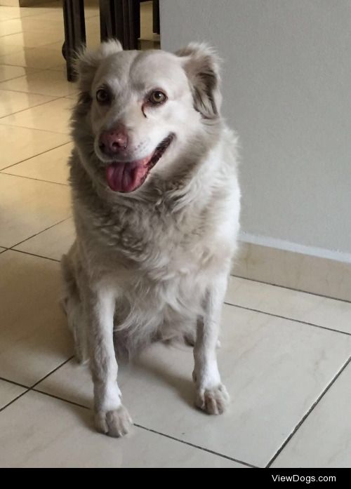 Our beautiful almost 10 year old Cosita! She loves back rubs and…
