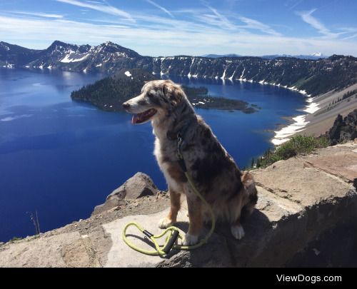 This is my red merle Aussie, Riley, at Crater Lake! His favorite…