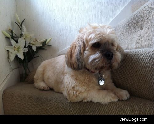 This is Ziggy! He is a 7 year old Lhasa Apso who enjoys long…