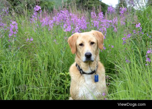 This is Sam.  Sam is a shelter dog, probably a Golden Retriever…