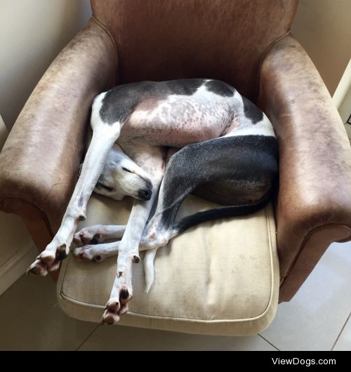 This is Tess, my 5 year old greyhound who’s trying to become a…
