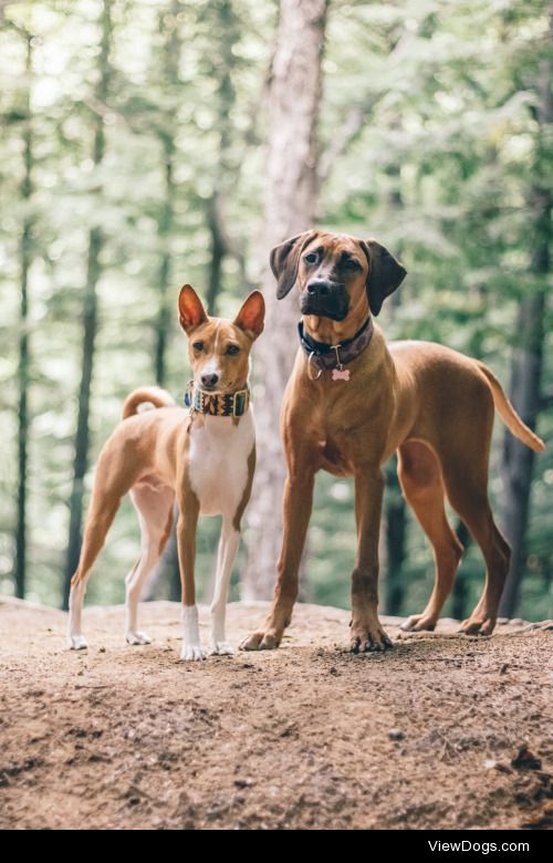 noodle-shrimps:

Walter and Willow