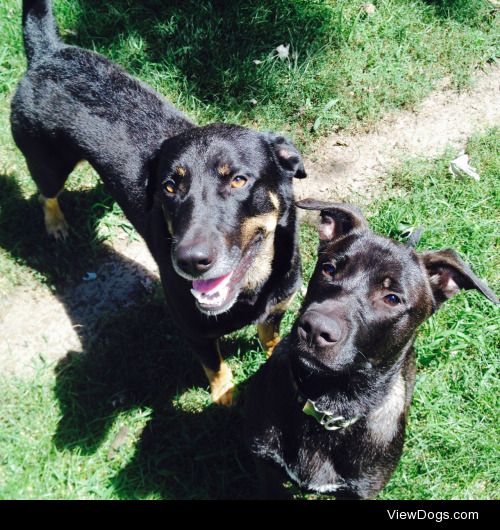 these are my handsome boys, boots the shepherd lab and anakin…