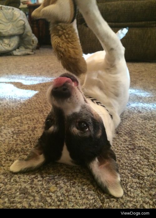 Our handsome old man, Big Fella! He loves playing with this…