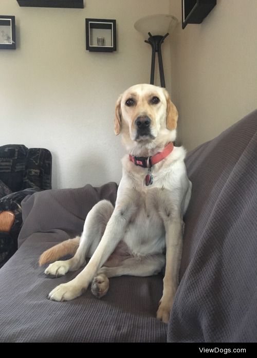 This is Rogue, a Golden Retriever White Lab mix. She is my…