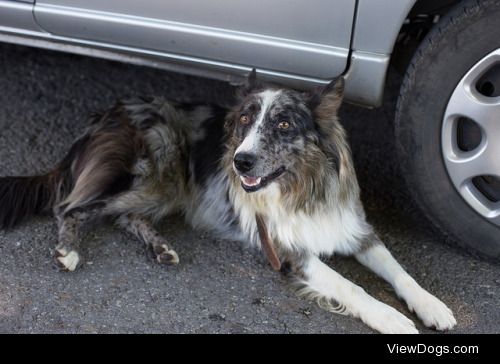 A dog in Provence – Sancty [Flickr]