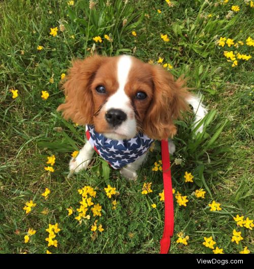 Monty, Cavalier King Charles Spaniel, at 4 months…