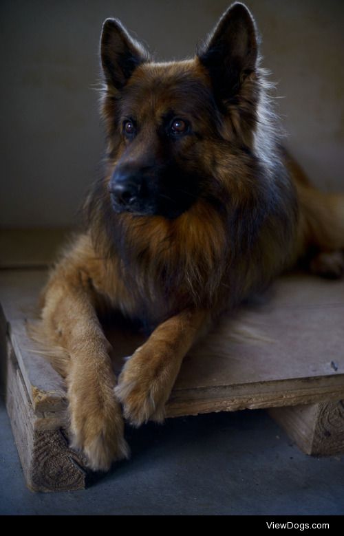 Bishop, our 11yr old German Shepherd.  He has been the subject…