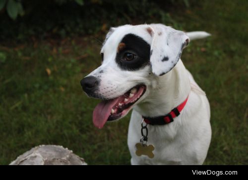 Lucky, 1 ½ years old. Jack Russell mix.