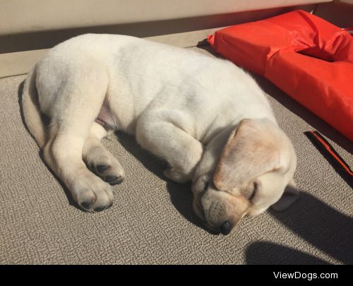 This is Tucker! He is a 7 week old yellow lab! -…