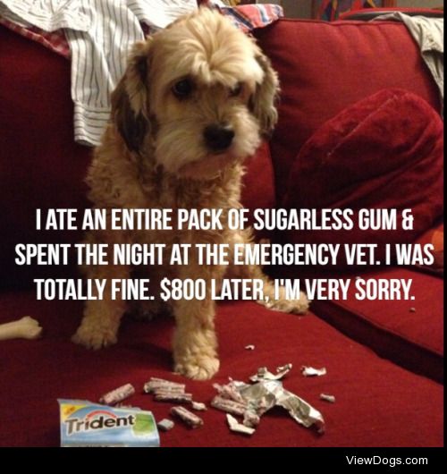 Minty Fresh Breath

My dog ate an entire package of sugarless…