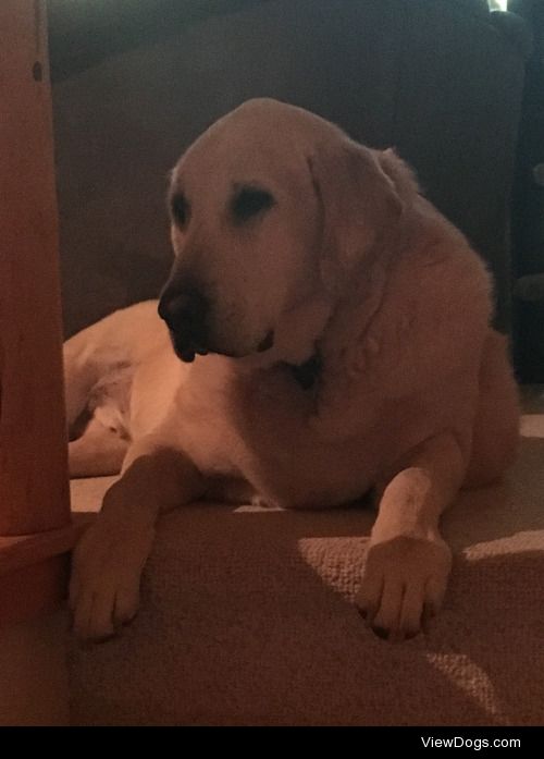 This is my baby Samson! He’s a 10 year old yellow lab,…