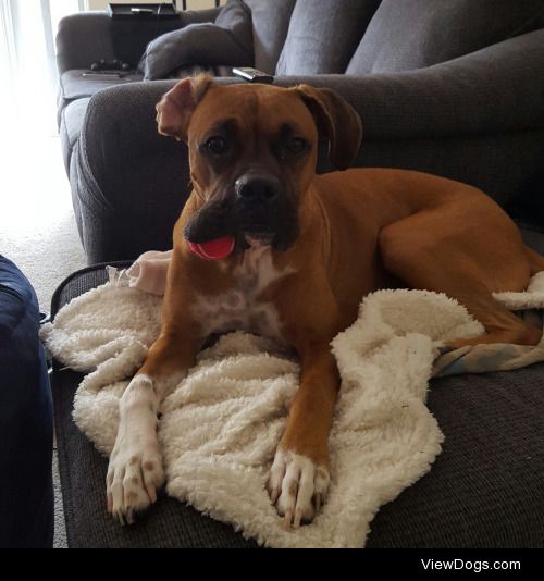 This is my boxer, Apollo, and he’s hilarious. He looked…
