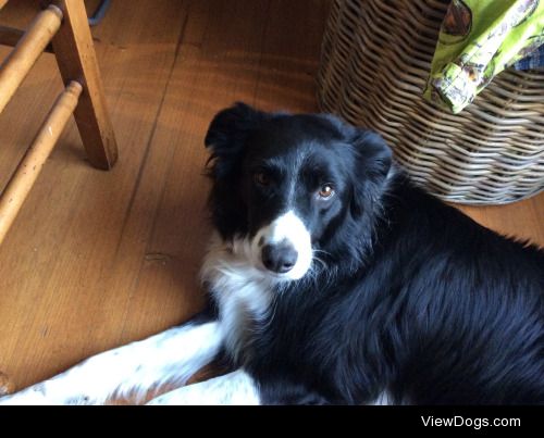 Meet Jasper the border collie, the most photogenic and pat…