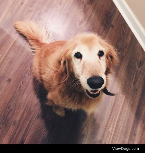 My Golden Retriever, Tupper. Passed away last year from cancer…