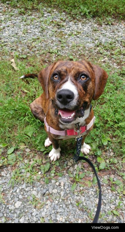 This is Storm Chaser from the shelter I’ve been volunteering at…