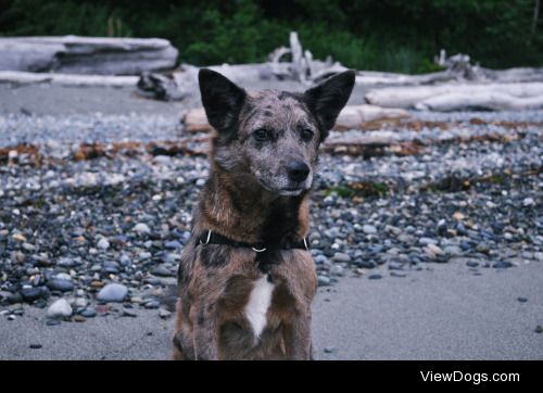 handsomedogs:

Henry, our corgi-catahoula mix