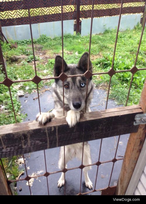 Grandma’s Mela c: We believe she is a Husky-Mix, we can’t really…