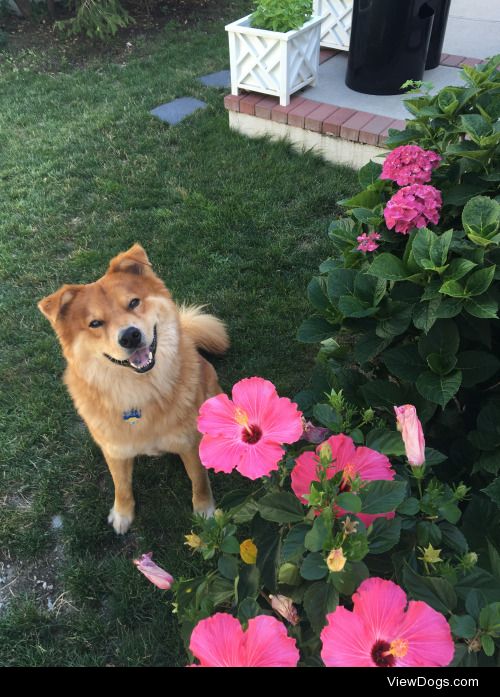 This is Brody! He is a golden retriever/chow chow mix who loves…
