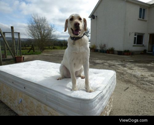 This is Henry, our yellow lab rescue. He’s an absolute rascal…