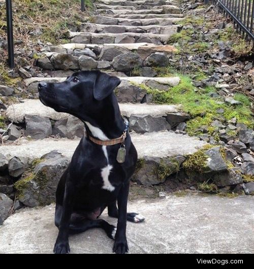 Scully girl on a mini hike
Black lab pit bull mix. Best dog I’ve…