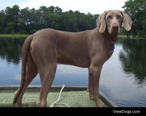 Handsome Max loves going on the boat #Weimaraner #handsomeboy