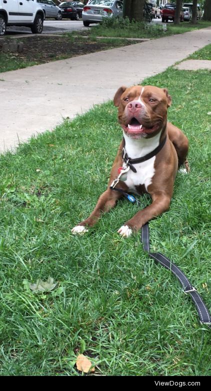 This is Hercules, he loves to stop in the middle of his walks to…