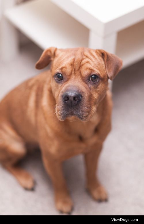 This is Dominic. He’s a 5 year old Sharpei x Boston Terrier.