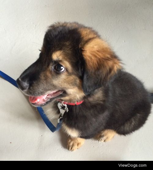 hello Stan! 9 weeks old. he is a bernese mountain dog and…