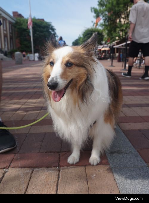 This is Bailey Blu – 4 yr old rescue sheltie, visiting…