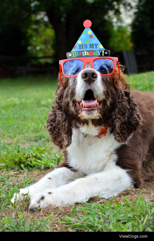 springertuck:

Happy 10th Birthday to my handsome Tucker!…