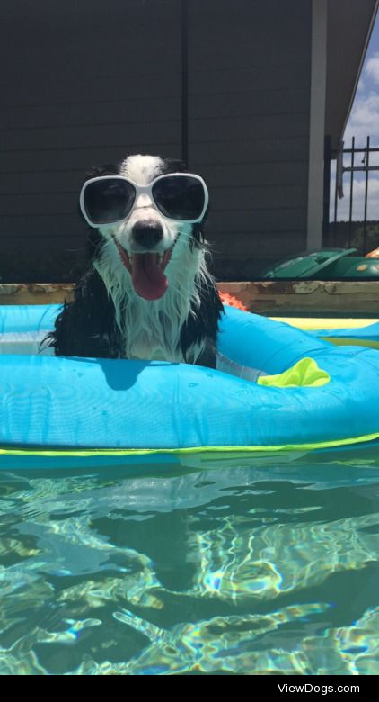 handsomedogs:

Handsomedogs’ Summer Fun Giveaway!Alrighty. Here…